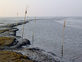 Pricken entlang eines kleinen Fahrwassers im Wattenmeer.